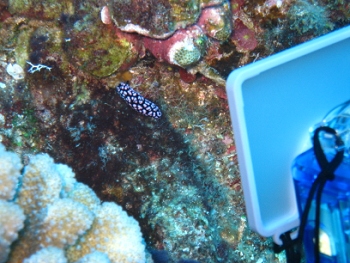 Diving around Maui